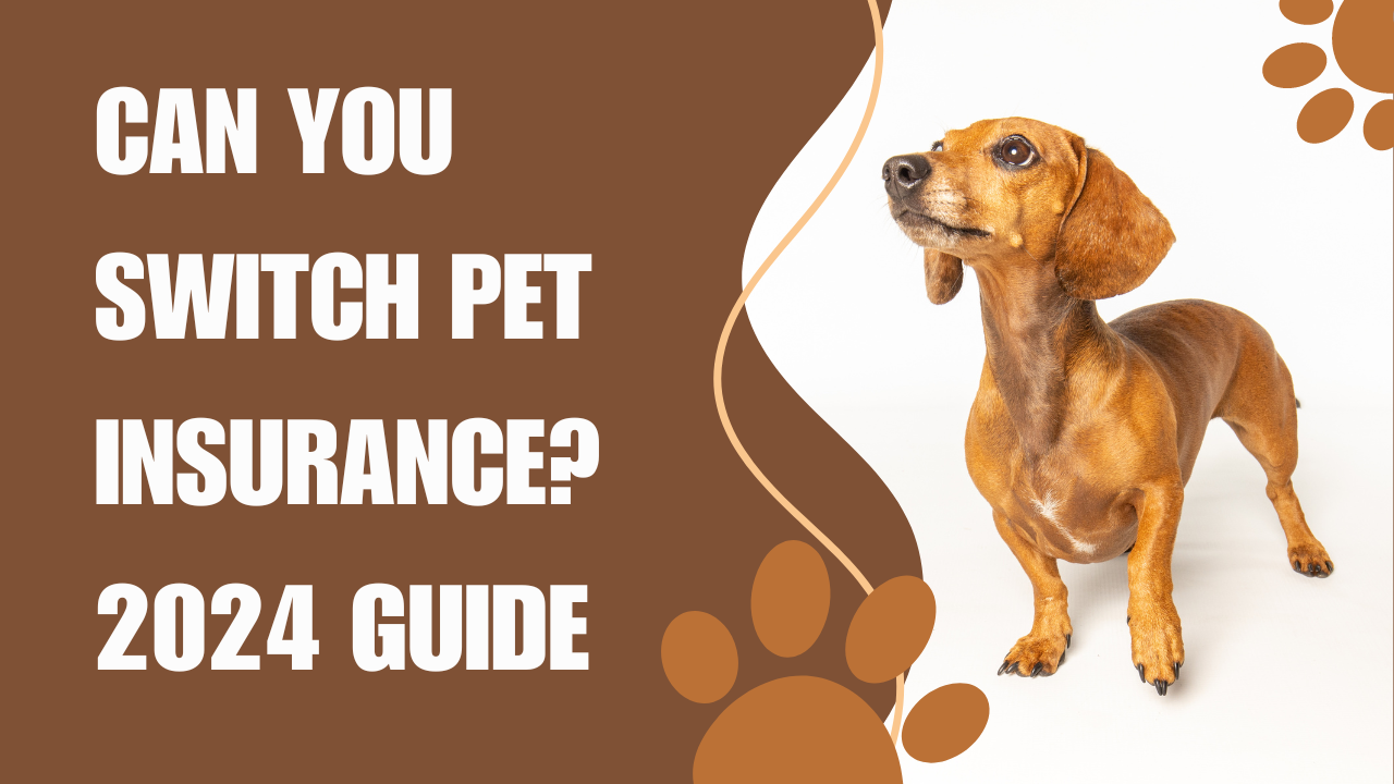 Can You Switch Pet Insurance? 2024 Guide